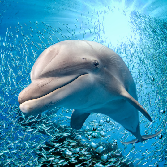 Dark Blue Modern Meet Lawyer Instagram Post (2)