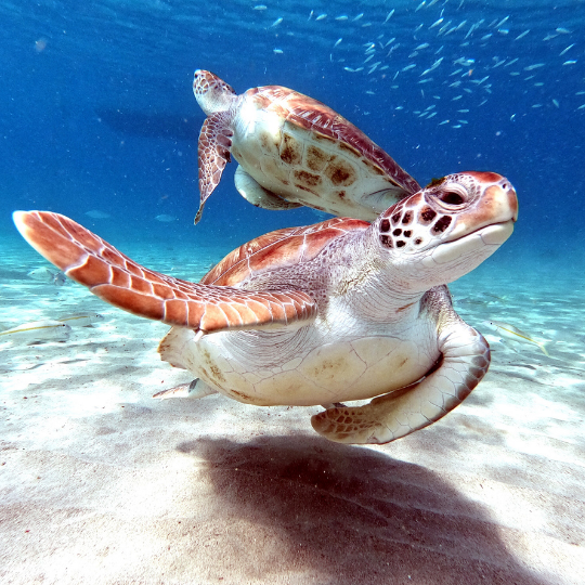 Dark Blue Modern Meet Lawyer Instagram Post (3)